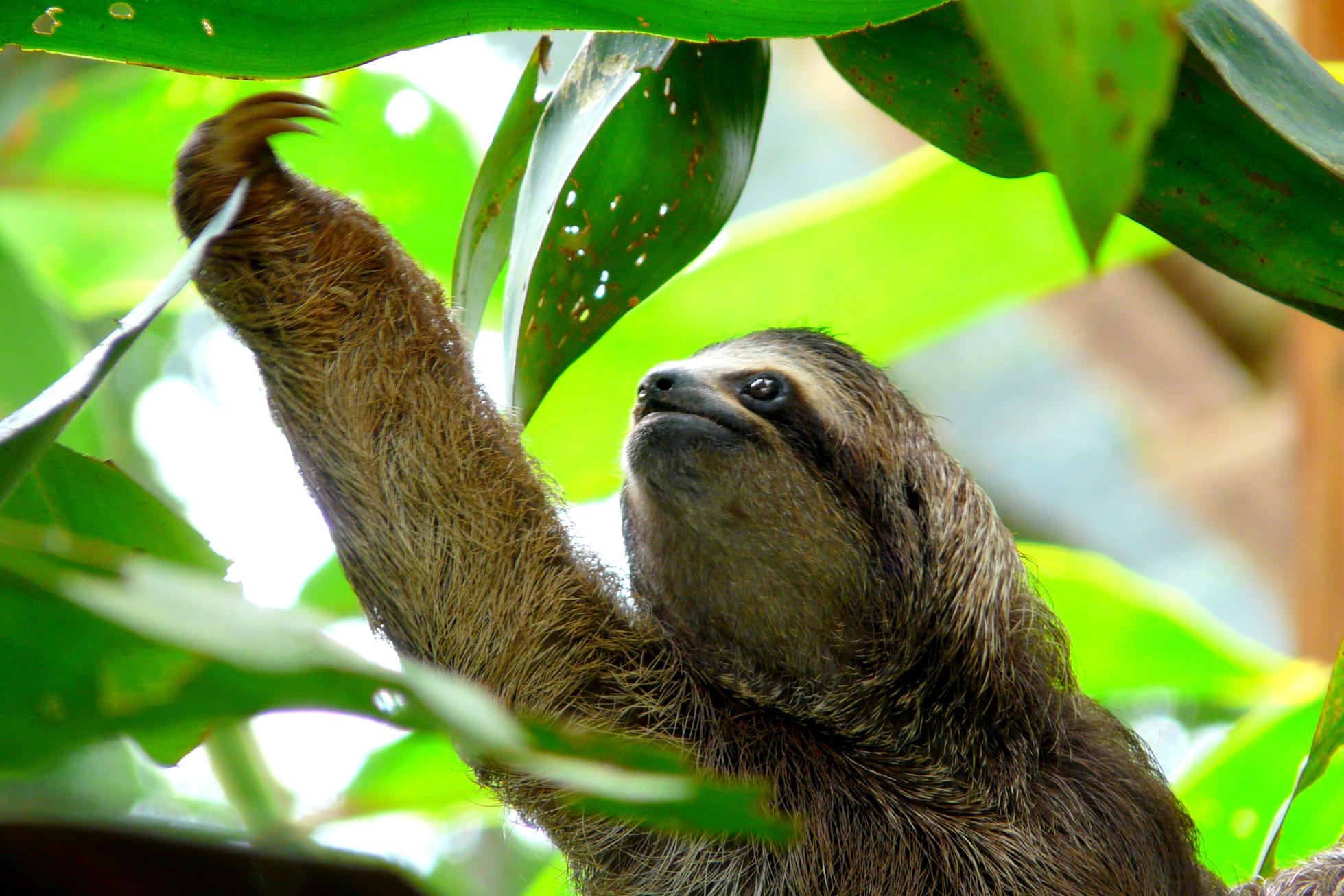 Sloth in Puerto Viejo, Costa Rica.